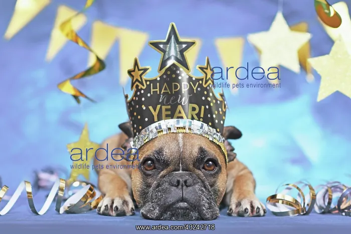 : New Year party French Bulldog dog wearing crown : New Year party French Bulldog dog wearing crown