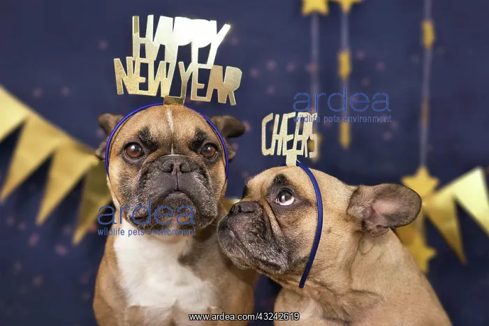: New Years Eve dogs. Funny French Bulldog dogs wearing : New Years Eve dogs. Funny French Bulldog dogs wearing