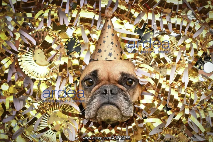 : New Years Eve Silvester party dog. French Bulldog : New Years Eve Silvester party dog. French Bulldog