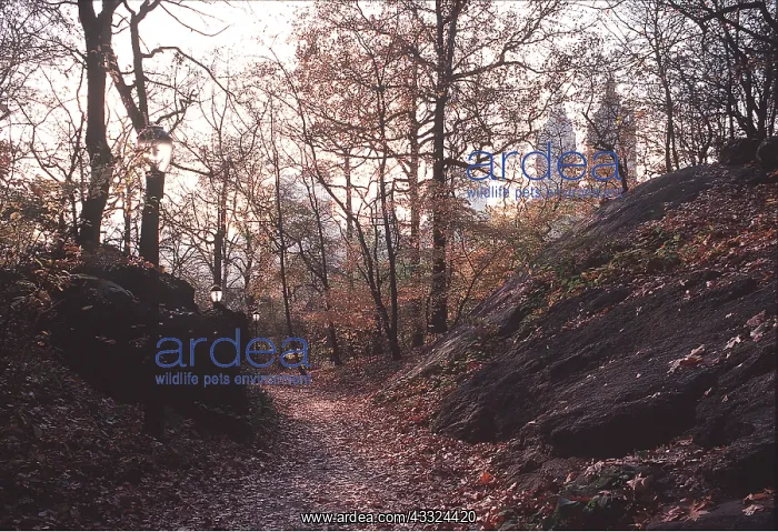 : New York - Central Park, in the fall : New York - Central Park, in the fall