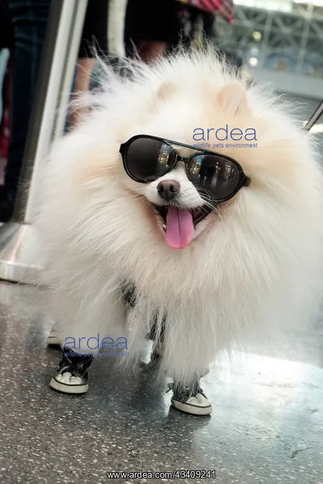 : New York City, New York, USA. Small fluffy dog wearing : New York City, New York, USA. Small fluffy dog wearing
