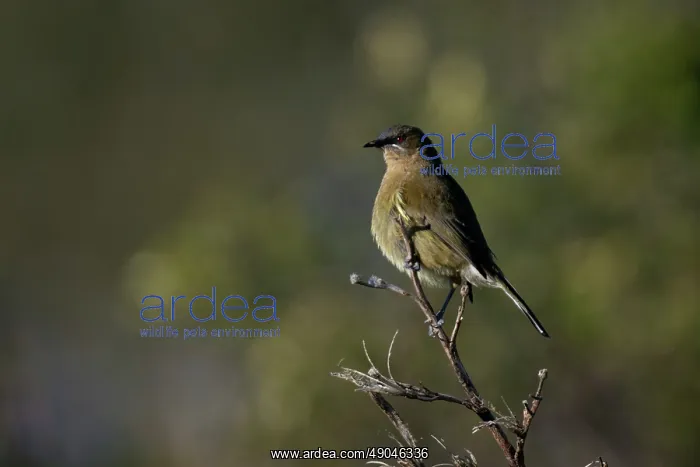 : New Zealand Bellbird : New Zealand Bellbird