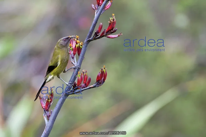 : New Zealand Bellbird / Korimako - feeding on a : New Zealand Bellbird / Korimako - feeding on a