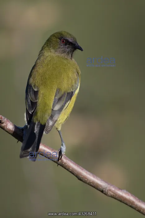 : New Zealand Bellbird - perched on an apple twig : New Zealand Bellbird - perched on an apple twig
