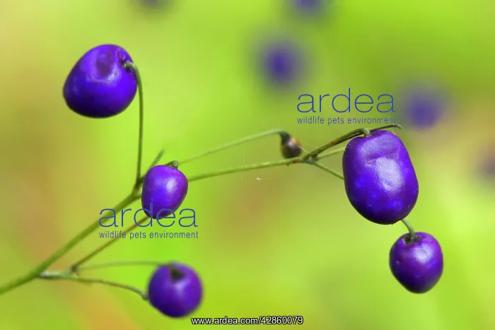 : New Zealand Blueberry, Inkberry - amazing violet : New Zealand Blueberry, Inkberry - amazing violet