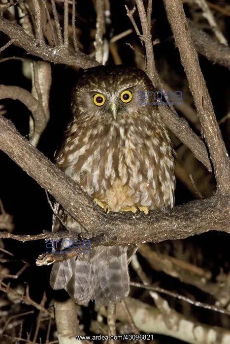 : New Zealand Boobook Owl : New Zealand Boobook Owl