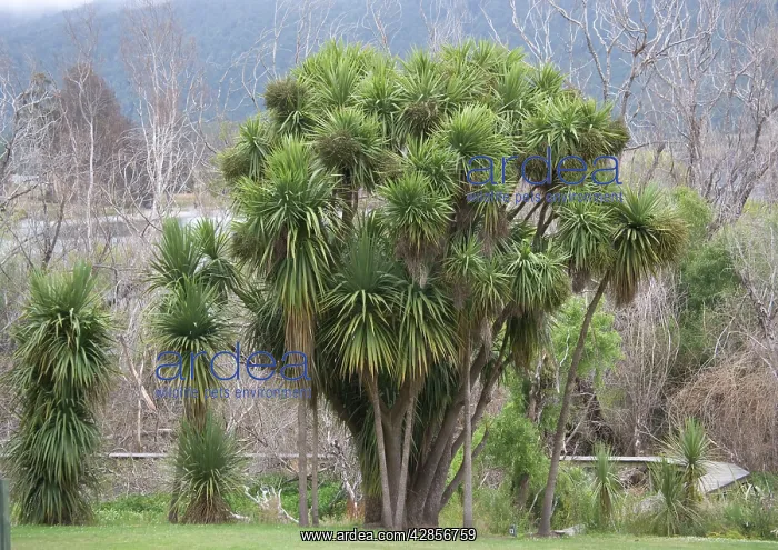 : New Zealand Cabbage Tree : New Zealand Cabbage Tree