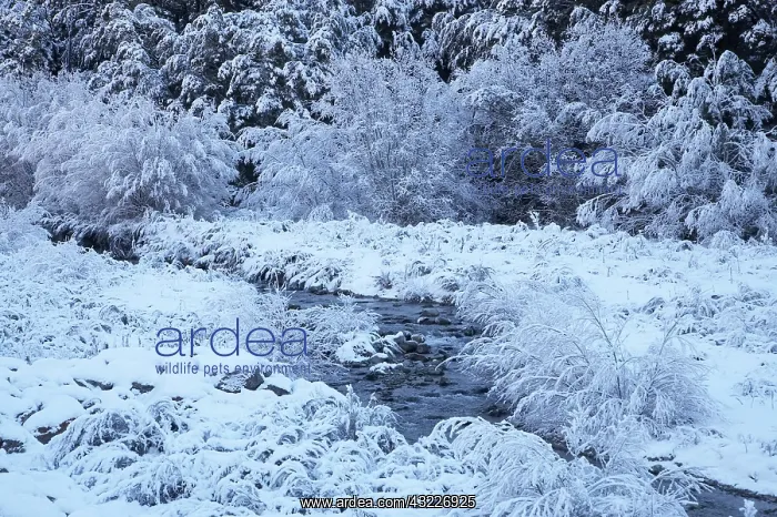 : New Zealand, Canterbury, Hoar Frost, Craigieburn : New Zealand, Canterbury, Hoar Frost, Craigieburn