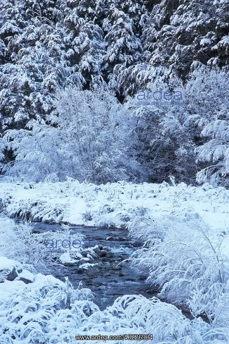 : New Zealand, Canterbury, Hoar Frost, Craigieburn : New Zealand, Canterbury, Hoar Frost, Craigieburn