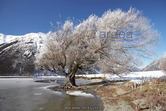 : New Zealand, Canterbury, Hoar Frost on Willow : New Zealand, Canterbury, Hoar Frost on Willow