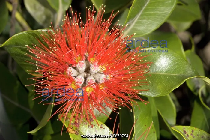 : New Zealand Christmas Tree / Pohutukawa in flower : New Zealand Christmas Tree / Pohutukawa in flower