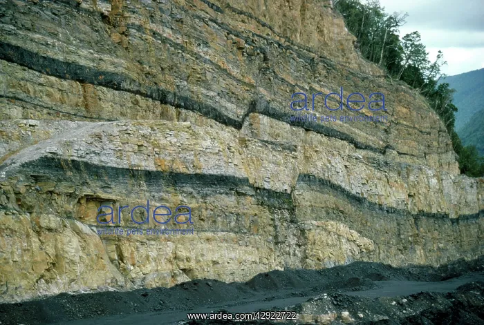 : NEW ZEALAND - Coal bearing strata in Quartz Sandstone : NEW ZEALAND - Coal bearing strata in Quartz Sandstone