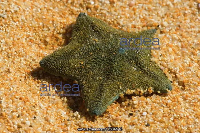 : New Zealand common cushion star : New Zealand common cushion star