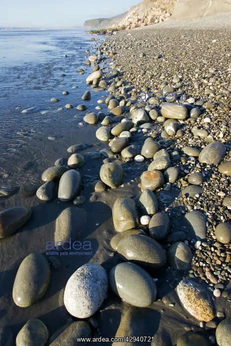 : New Zealand - deserted pebble beach at low tide : New Zealand - deserted pebble beach at low tide