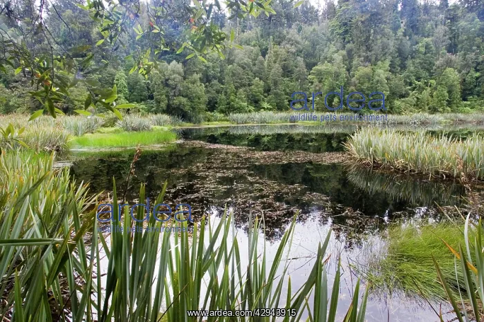  : New Zealand - diverse rich wetland habitat
