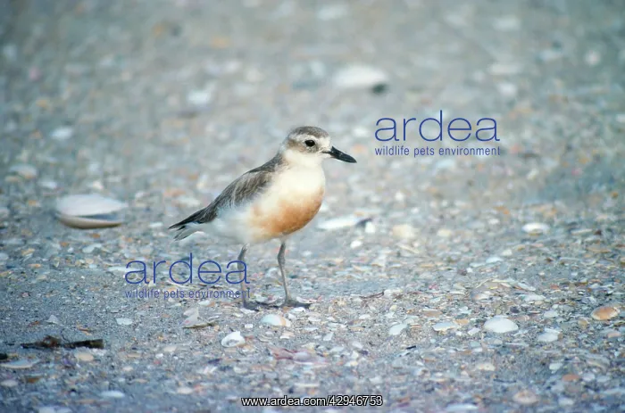 : New Zealand DOTTEREL : New Zealand DOTTEREL