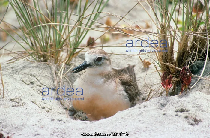 : New Zealand Dotterel - incubating eggs in nest : New Zealand Dotterel - incubating eggs in nest