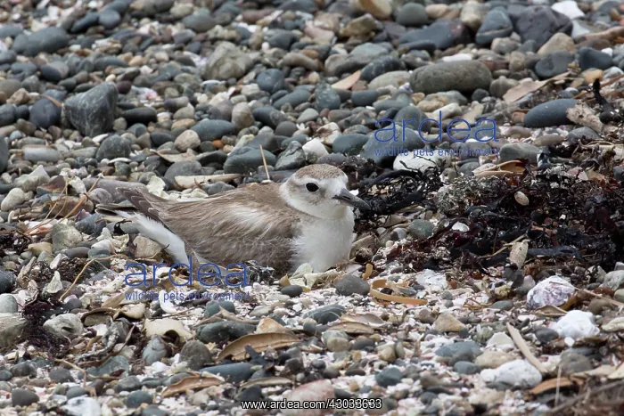 : New Zealand Dotterel A New Zealand Dotterel incubating : New Zealand Dotterel A New Zealand Dotterel incubating