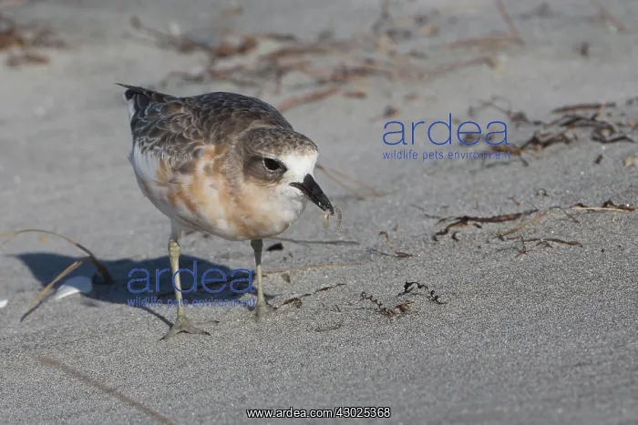 : New Zealand Dotterel / New Zealand Plover with prey : New Zealand Dotterel / New Zealand Plover with prey