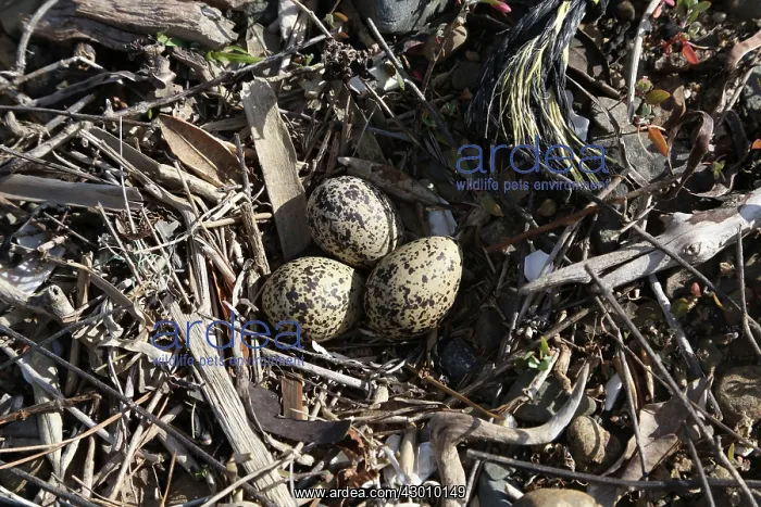 : New Zealand Dotterel / Red-breasted Plover : New Zealand Dotterel / Red-breasted Plover