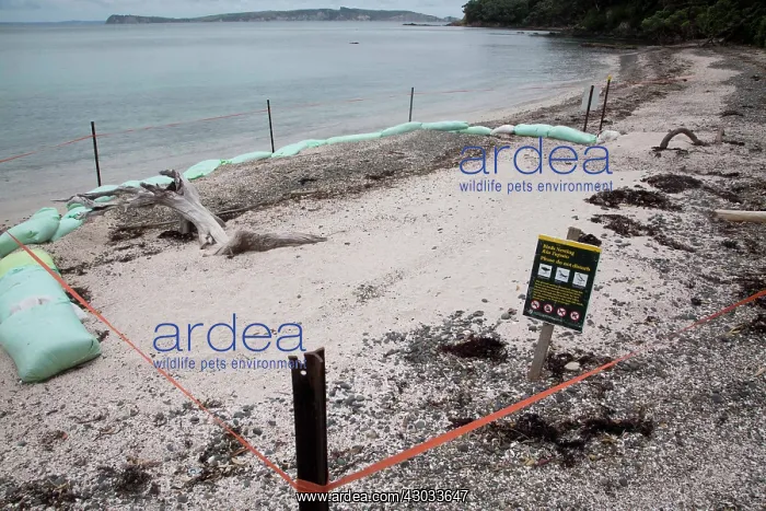 : New Zealand Dotterel - Site of a New Zealand Dotterel : New Zealand Dotterel - Site of a New Zealand Dotterel