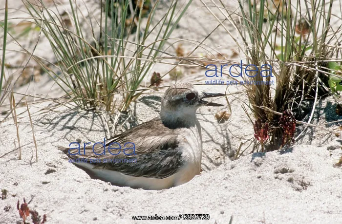 : New Zealand Dotterel - sitting on nest in sand : New Zealand Dotterel - sitting on nest in sand