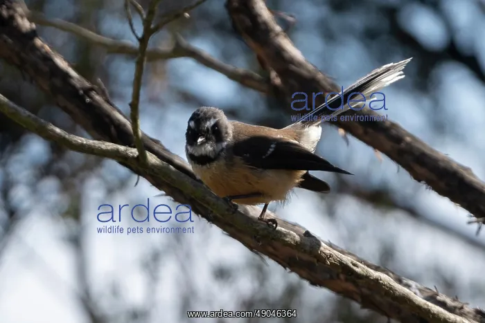 : New Zealand Fantail : New Zealand Fantail