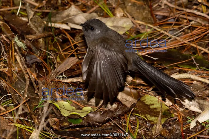 : New Zealand Fantail - Black morph - in bush along : New Zealand Fantail - Black morph - in bush along