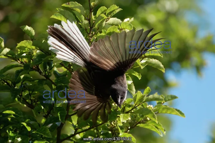 : New Zealand Fantail pirouetting on the outer leaves : New Zealand Fantail pirouetting on the outer leaves
