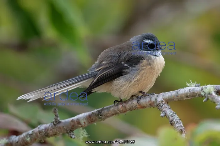 : New Zealand Fantail (Rhipidura fuliginosa fuliginosa) : New Zealand Fantail (Rhipidura fuliginosa fuliginosa)