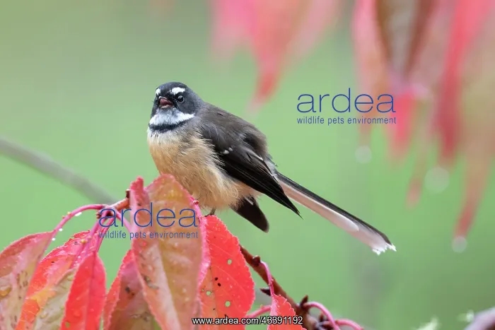 : New Zealand Fantail (Rhipidura fuliginosa fuliginosa) : New Zealand Fantail (Rhipidura fuliginosa fuliginosa)