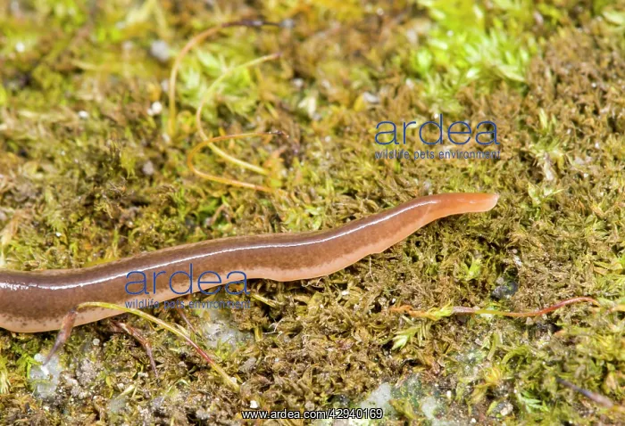 : New Zealand Flatworm : New Zealand Flatworm