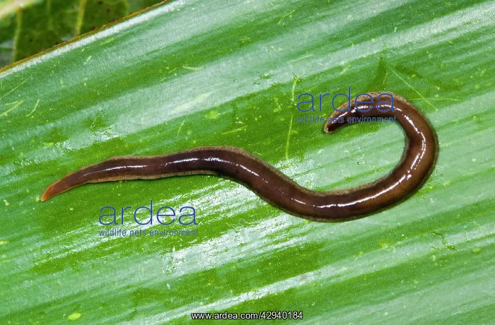 : New Zealand Flatworm : New Zealand Flatworm