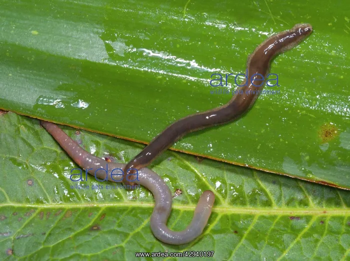 : New Zealand Flatworm - catching an earthworm : New Zealand Flatworm - catching an earthworm