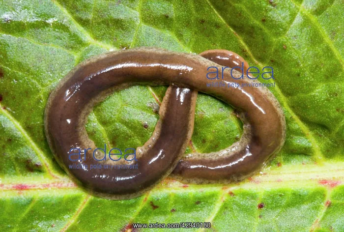 : New Zealand Flatworm - Coiled on a leaf : New Zealand Flatworm - Coiled on a leaf