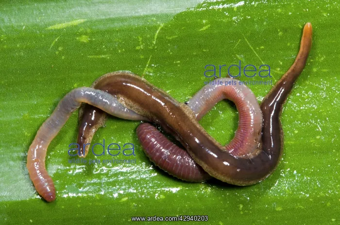 : New Zealand Flatworm - eating an earthworm : New Zealand Flatworm - eating an earthworm