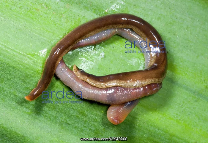 : New Zealand Flatworm - eating an earthworm : New Zealand Flatworm - eating an earthworm