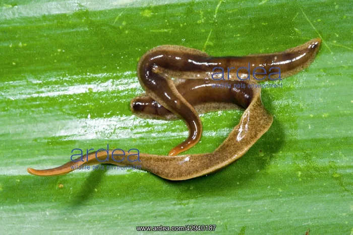 : New Zealand Flatworms - mating pair : New Zealand Flatworms - mating pair