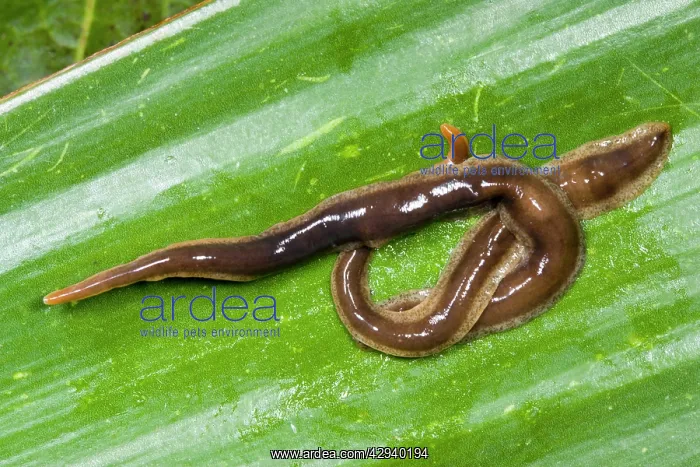 : New Zealand Flatworms - mating pair : New Zealand Flatworms - mating pair