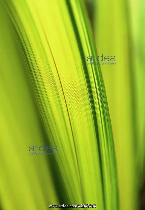 : New Zealand Flax : New Zealand Flax