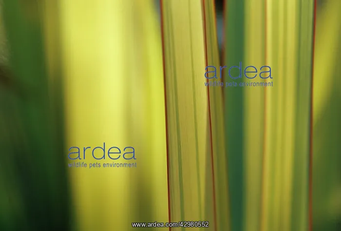: New Zealand Flax : New Zealand Flax