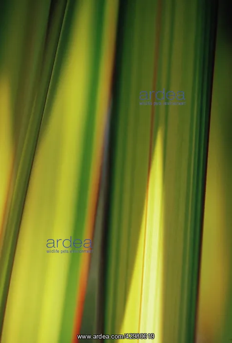 : New Zealand Flax : New Zealand Flax
