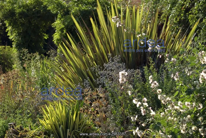 : New Zealand Flax : New Zealand Flax