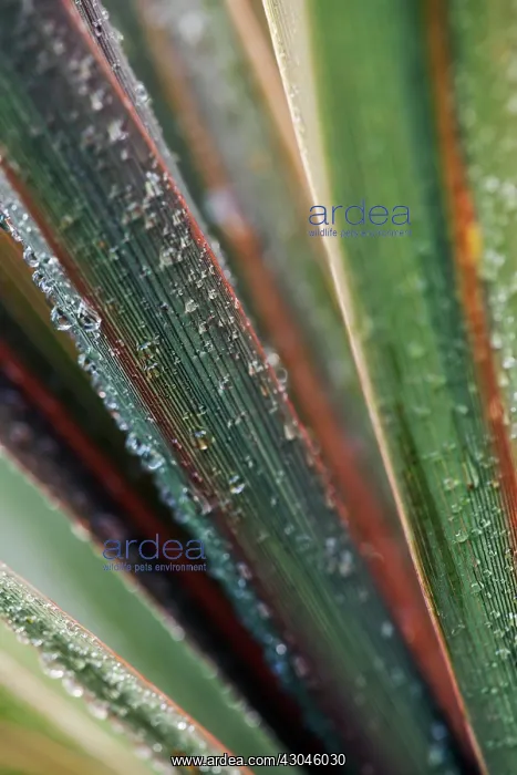 : New Zealand Flax : New Zealand Flax