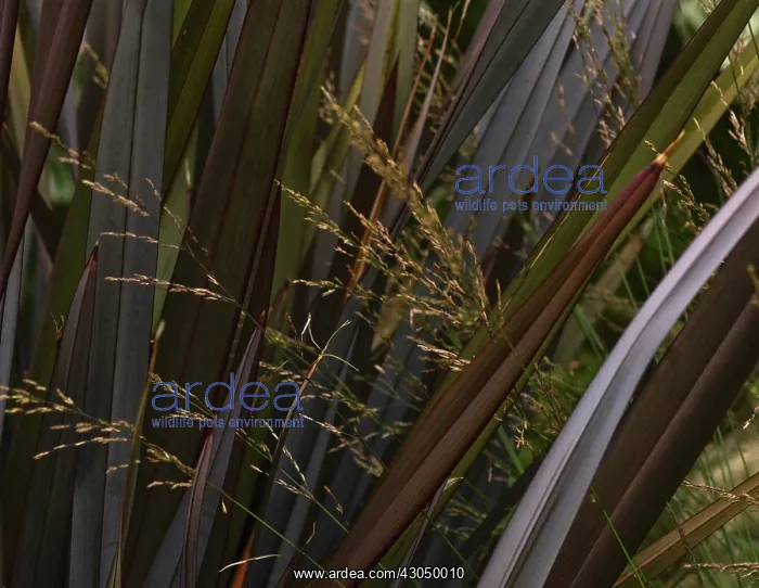 : New Zealand Flax : New Zealand Flax