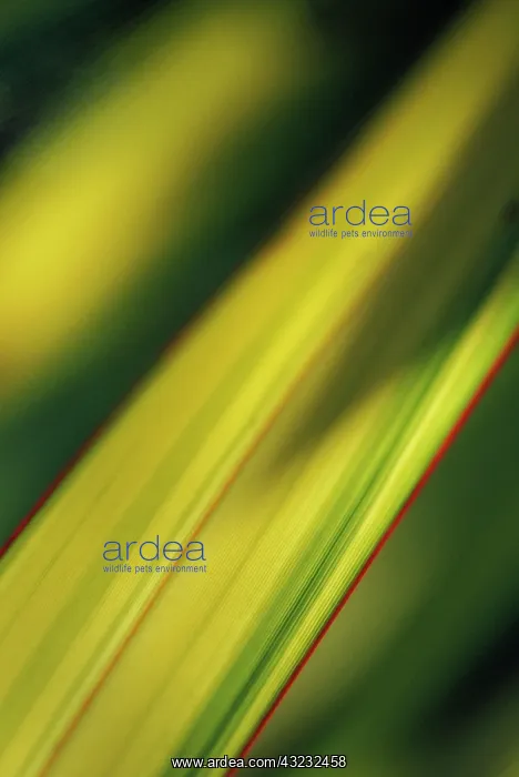 : New Zealand Flax : New Zealand Flax