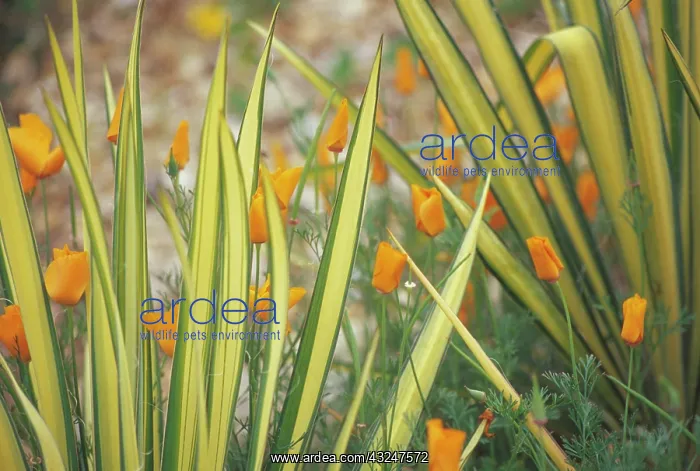  : New Zealand Flax