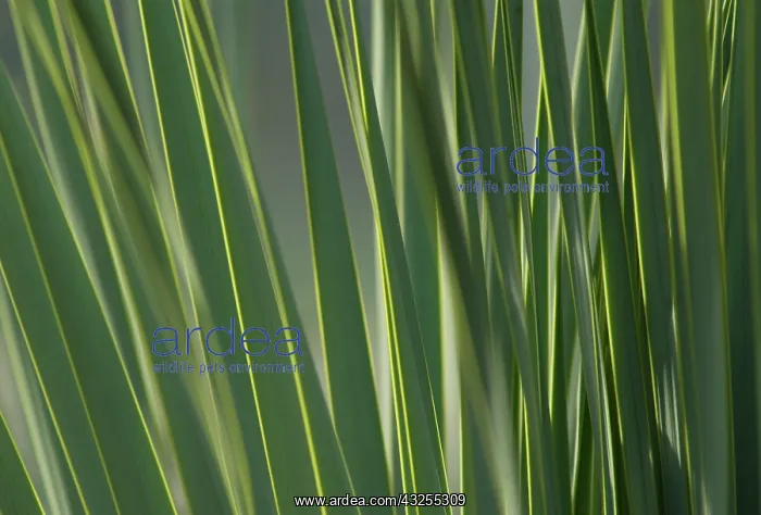 : New Zealand Flax : New Zealand Flax