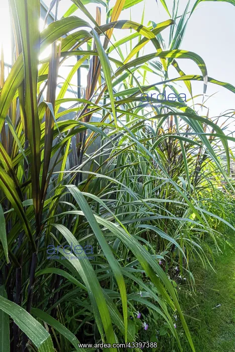 : New Zealand flax, Phormium tenax purpurea, Phormium : New Zealand flax, Phormium tenax purpurea, Phormium