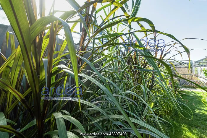 : New Zealand flax, Phormium tenax purpurea, Phormium : New Zealand flax, Phormium tenax purpurea, Phormium